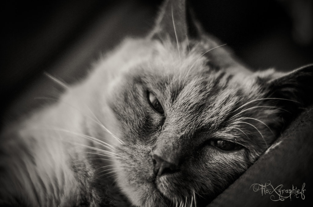 Pika in BW