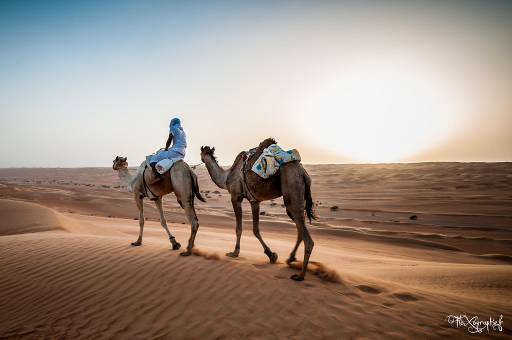 Oman - Wahiba Sands Camels