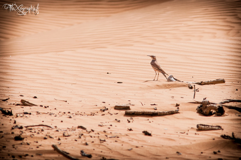 Oman - Wahiba Sands Bird 2