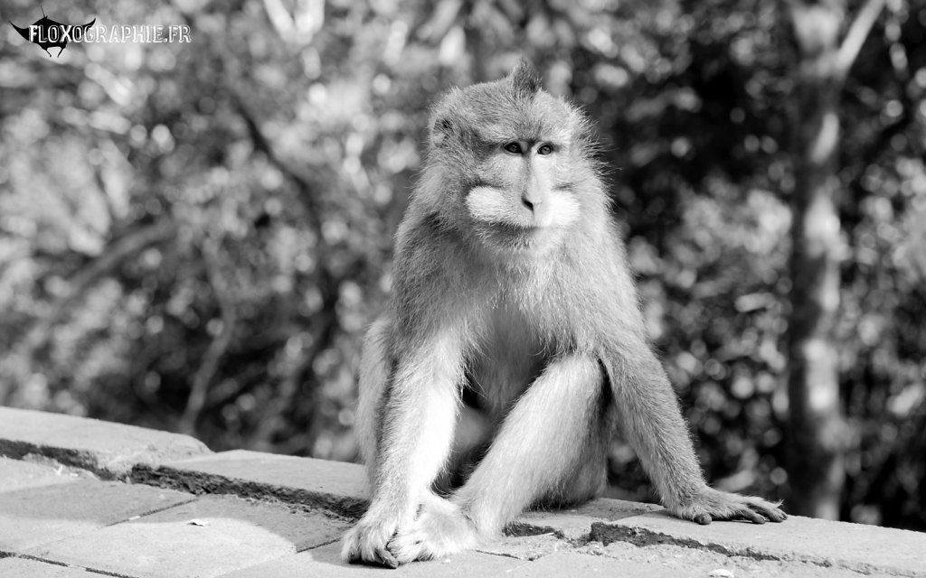 Macaque Crabier - 1
