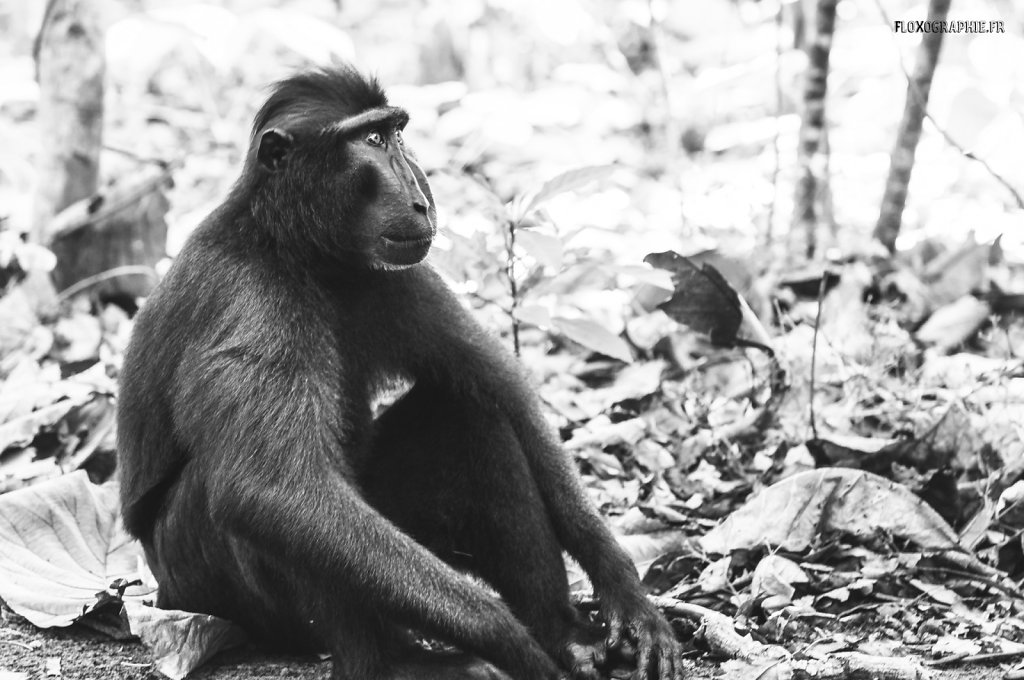 Macaque Noir - 1