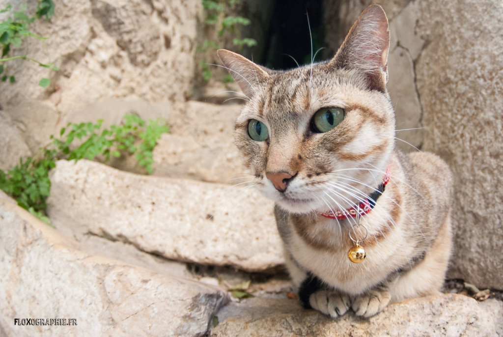 Cat'Ain