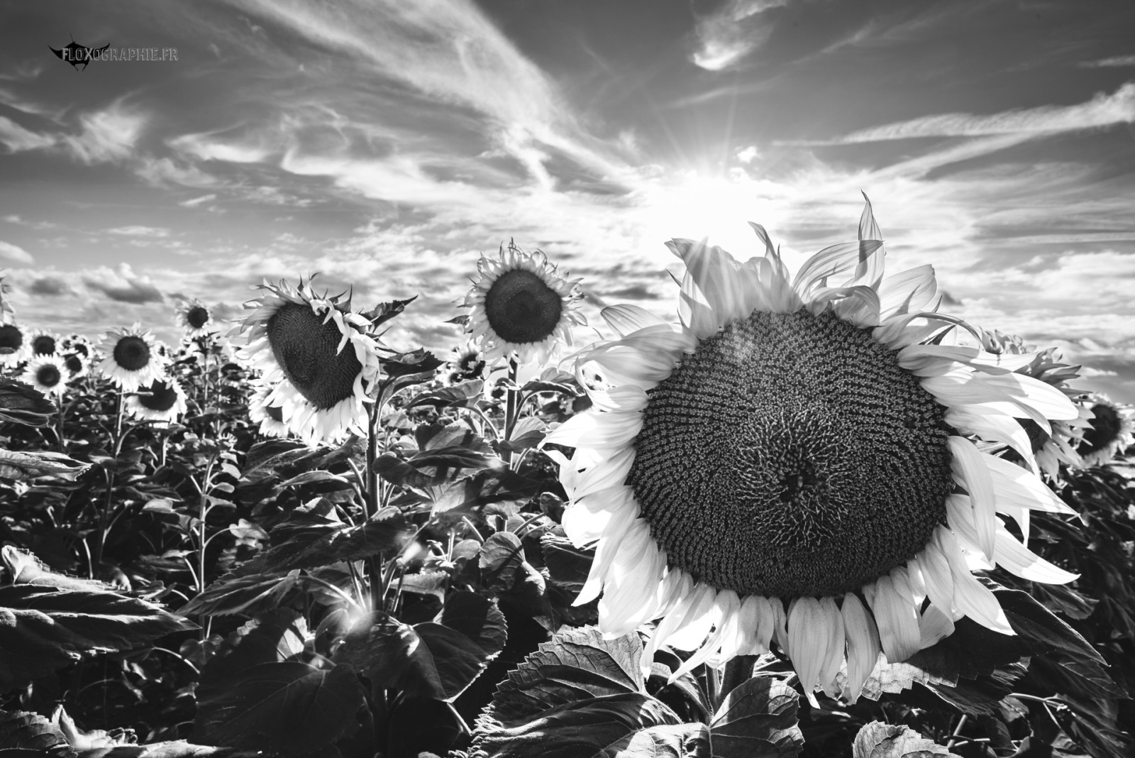Le jour où le soleil se coucha à l'est