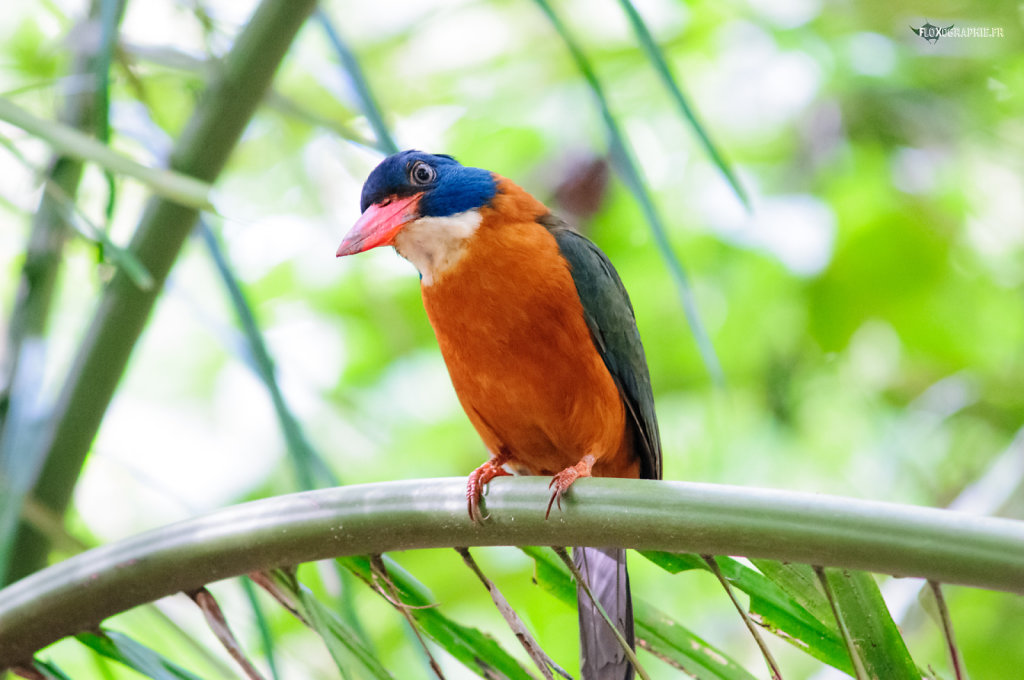 Sulawesi Green Backed King Fisher