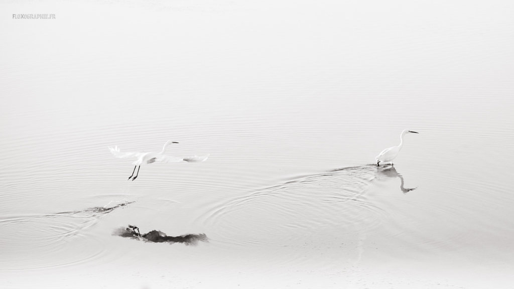 Egretta Garzetta
